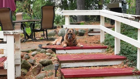 4K German Shepherd Resting in Backyard after Autumn Rain Stock Footage 320764914
