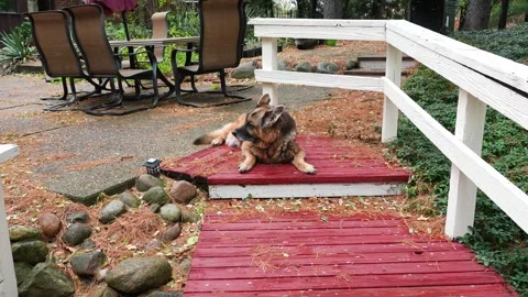 4K German Shepherd Resting in Backyard after Autumn Rain Stock Footage 320765708