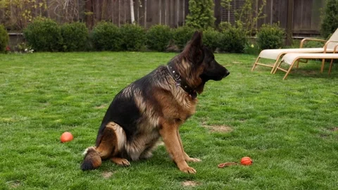 4K. A German shepherd sits on the grass and looks around. German Shepherd. Dog Stock Footage 130589981