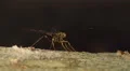 4K Giant Ichneumon Wasp (Megarhyssa macrurus) - Male searching for females 4k or 4k+ Resolution