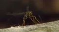 4K Giant Ichneumon Wasp (Megarhyssa macrurus) - Male searching for females 4k or 4k+ Resolution
