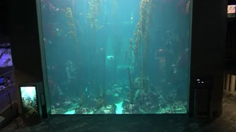 4k Giant kelp forest (Macrocystis pyrifera) underwater in Aquarium of Taiwan-Dan Stock Footage 61502255
