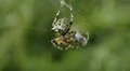 4K Giant Lichen Orbweaver (Araneus bicentenarius) Spider 1 4k or 4k+ Resolution