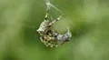 4K Giant Lichen Orbweaver (Araneus bicentenarius) Spider 2 4k or 4k+ Resolution