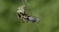 4K Giant Lichen Orbweaver (Araneus bicentenarius) Spider 3 4k or 4k+ Resolution