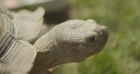 4K Giant Turtle Walking On Grass 库存影片 111603066