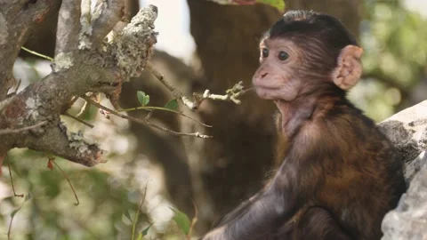 4K, Gibraltar Monkey baby (Macaca sylvanus) eating leaves. Stock Footage 135271090
