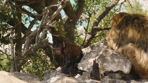 4K, Gibraltar Monkey baby (Macaca sylvanus) climbing above its mother's back Video stock 135271193