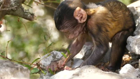 4K, Gibraltar Monkey baby (Macaca sylvanus) eating leaves. Stock Footage 135271205