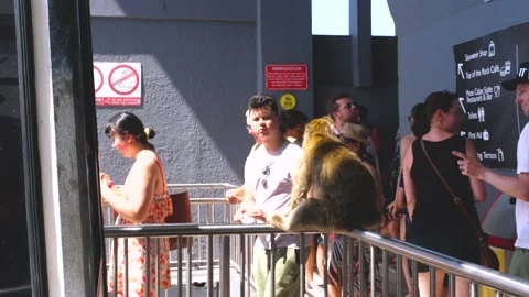 4K, Gibraltar Monkey (Macaca sylvanus) jumping over the railings Stock Footage 135270929