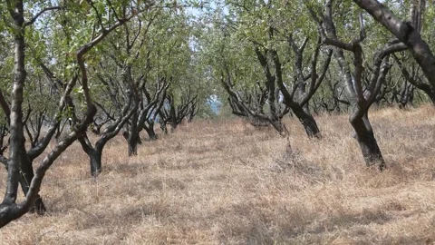 4K Gimbal Shot Moving Through Almond Orchard Tree Rows Stock Footage 322708273