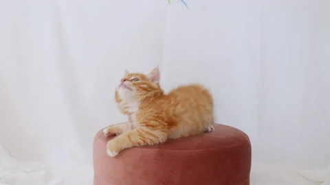 4k Ginger Cat hunting for a mouse on white isolated background. Funny red Kitten Video stock 157736010