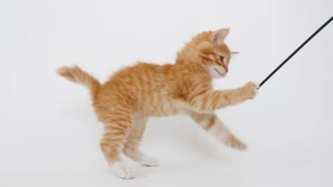 4k Ginger Cat hunting for a mouse on white isolated background. Funny red Kitten 스톡 동영상 158775467