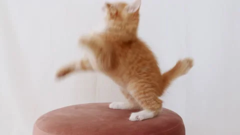 4k Ginger Cat hunting for a mouse on white isolated background. Funny red Kitten Vídeo Stock 160459343