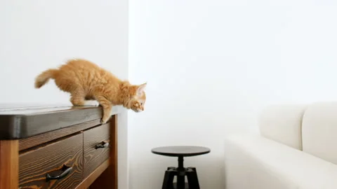 4k Ginger kitten makes a jump in slow motion. Red cat is hunting, jumping Stock Footage 156611342