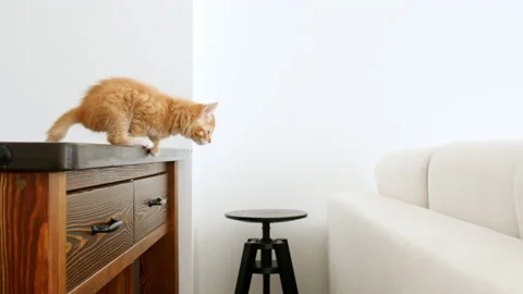 4k Ginger kitten makes a jump in slow motion. Red cat is hunting, jumping Video stock 158550846
