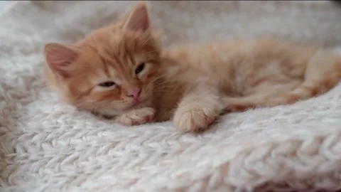 4k ginger Striped Kitten Sleeping. Kitty Sleeping on a Fur White Blanket. Stock Footage 231713122