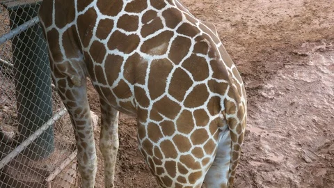 4K Giraffe Back Skin Pattern Stock Footage 102537867