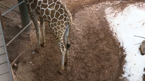 4K Giraffe Backside and Legs Standing Next to Snow in Colorado Video stock 102538868
