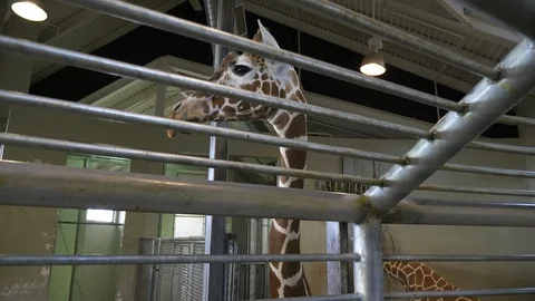 4K Giraffe Behind Bars Looking Through Gap in Colorado Stock Footage 102539007