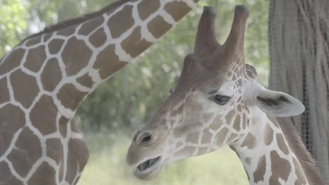 4k Giraffe Close UP Stock-Footage 81246401