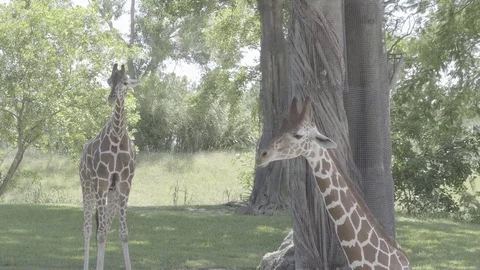 4k Giraffe at the Zoo Stock-Footage 81246334