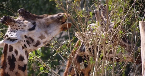 4K - Giraffes feed on the foliage of a tree. Close-up Video stock 119342047