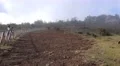4k Girl photographing sheep group mountain Madeira 4k or 4k+ Resolution