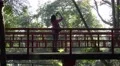 4k Girl taking photo on japanese bridge in tropical garden Madeira 4k or 4k+ Resolution