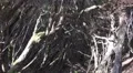 4k Gnarly Tree Heather closeup Rabacal region Madeira 4k or 4k+ Resolution