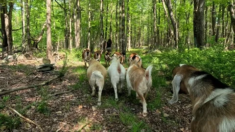 4K Goat Hike through Woods | Small Herd Tracking Shot from Behind 스톡 동영상 335596485