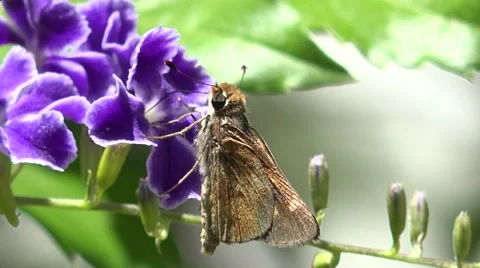 4k gold moth with a bug climbing into its mouth Stock Footage 68896829
