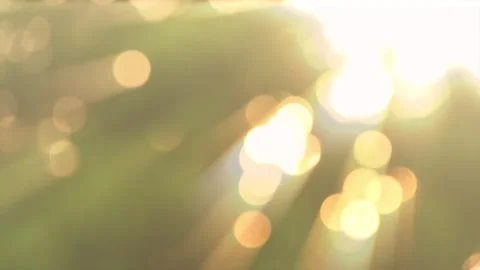 4K Golden Bokeh Sunlight Rays Filtering Through Lush Forest Foliage Stock Footage 339269875