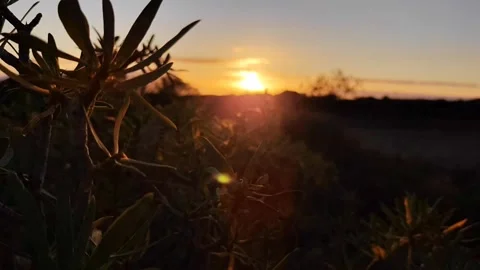 4K Golden Hour Sunset through Coastal Vegetation - Tenerife Video stock 334786192