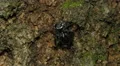 4K Golden Jumping Spider (Paraphidippus aurantius) 1 4k or 4k+ Resolution