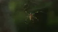 4K Golden Silk Orbweaver (Nephila clavipes) Female 1 4k or 4k+ Resolution
