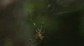 4K Golden Silk Orbweaver (Nephila clavipes) Female 2 4k or 4k+ Resolution