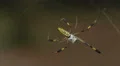 4K Golden Silk Orbweaver (Nephila clavipes) Female 3 4k or 4k+ Resolution