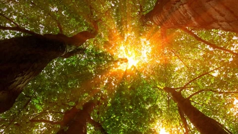 4K Golden Sun Rays Shining Through Green Forest Canopy At Sunrise Stock-Footage 334440443