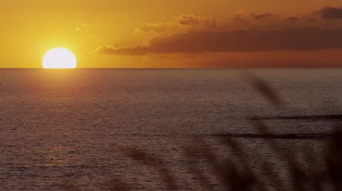 4K: Golden Sunset, Rack Focus from Foxtails to Ocean Horizon Sunset Stock Footage 66303264