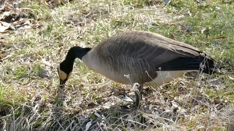 4K Goose eating in field 스톡 동영상 48272162