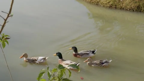 4k goose swimming Stock Footage 231670573