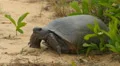 4K Gopher Tortoise (Gopherus polyphemus) 4k or 4k+ Resolution