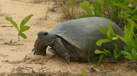 4K Gopher Tortoise (Gopherus polyphemus) Stock Footage 62830299