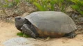 4K Gopher Tortoise (Gopherus polyphemus) 4k or 4k+ Resolution