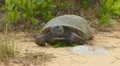 4K Gopher Tortoise (Gopherus polyphemus) 4k or 4k+ Resolution