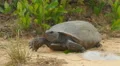 4K Gopher Tortoise (Gopherus polyphemus) 4k or 4k+ Resolution