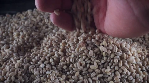 4K Grains Background, Hand Taking Pearl Barley Stock Footage 77817443