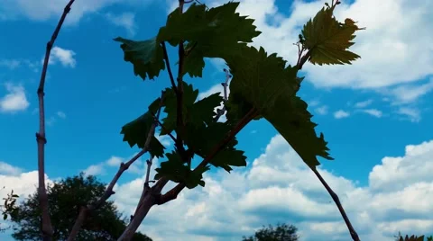 4K Grape Leaves Silhouette Stock Footage 50232187