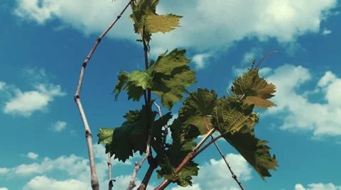 4K Grape Leaves in Wind front of Clouds Stock-Footage 50232356